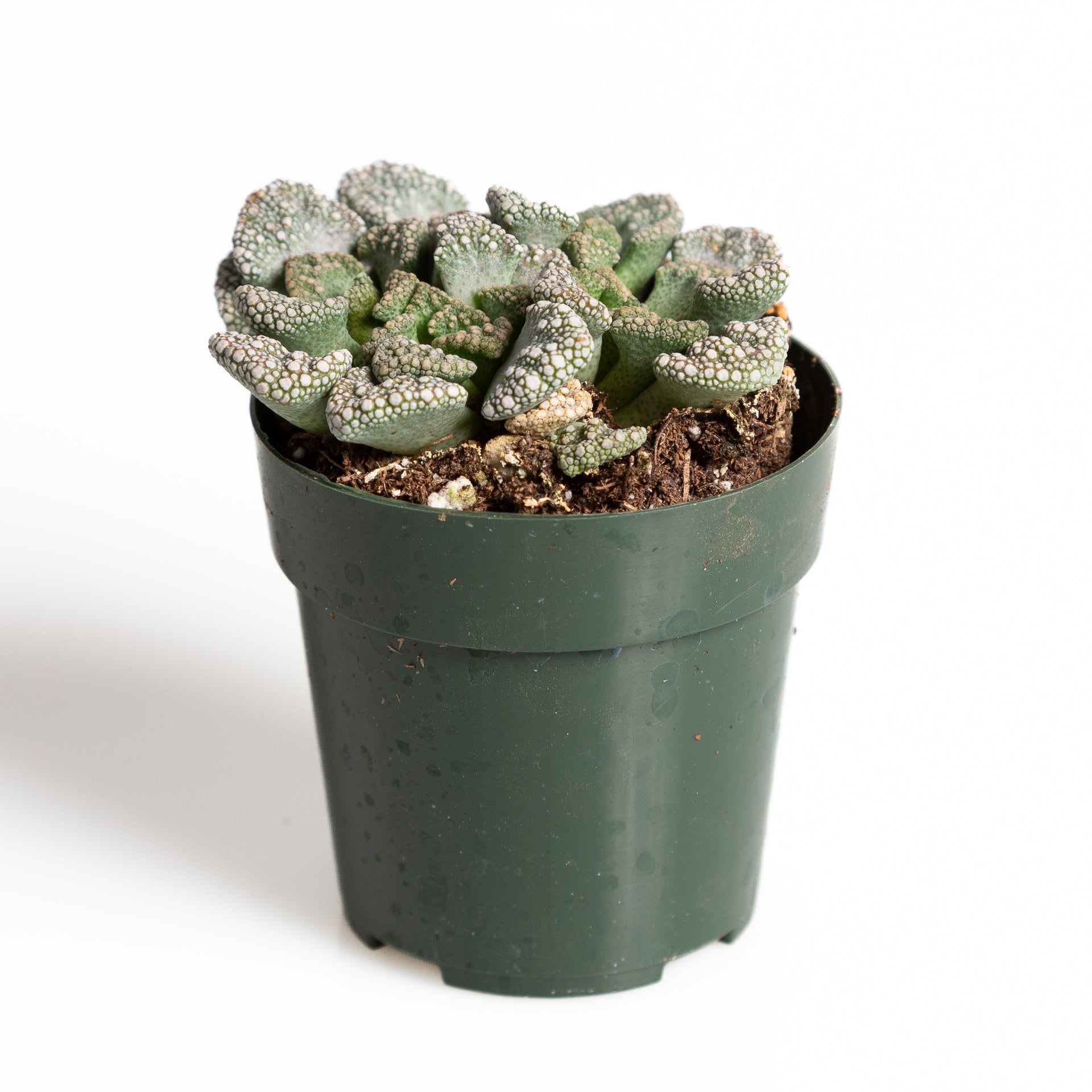 Succulent 'Jewel Plant' 2.5" - Urban Sprouts