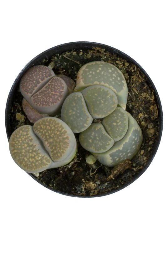 Succulent 'Living Stone' 2.5" - Urban Sprouts