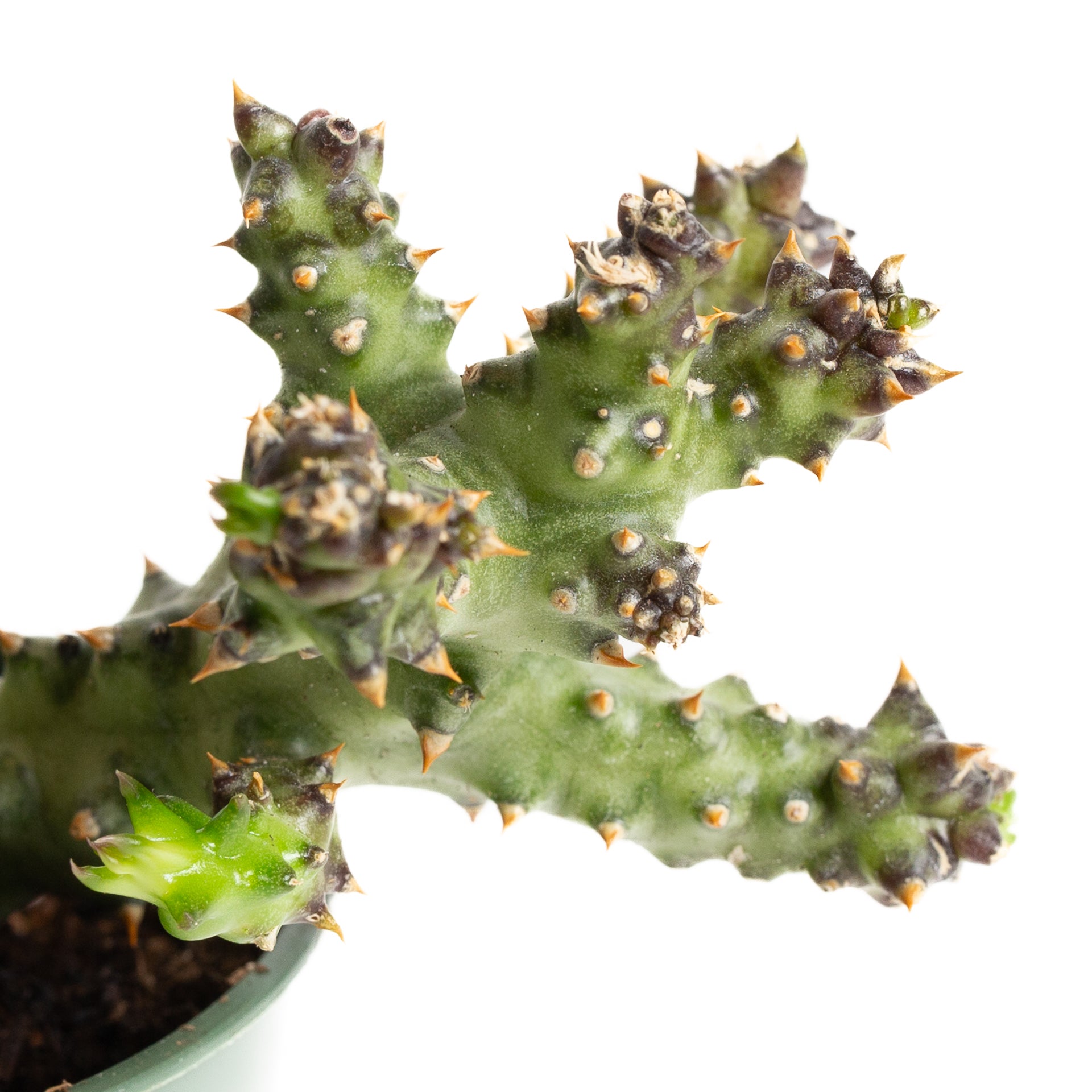 Succulent 'Persian Carpet Flower' 4" - Urban Sprouts