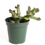 Succulent 'Persian Carpet Flower' 4" - Urban Sprouts