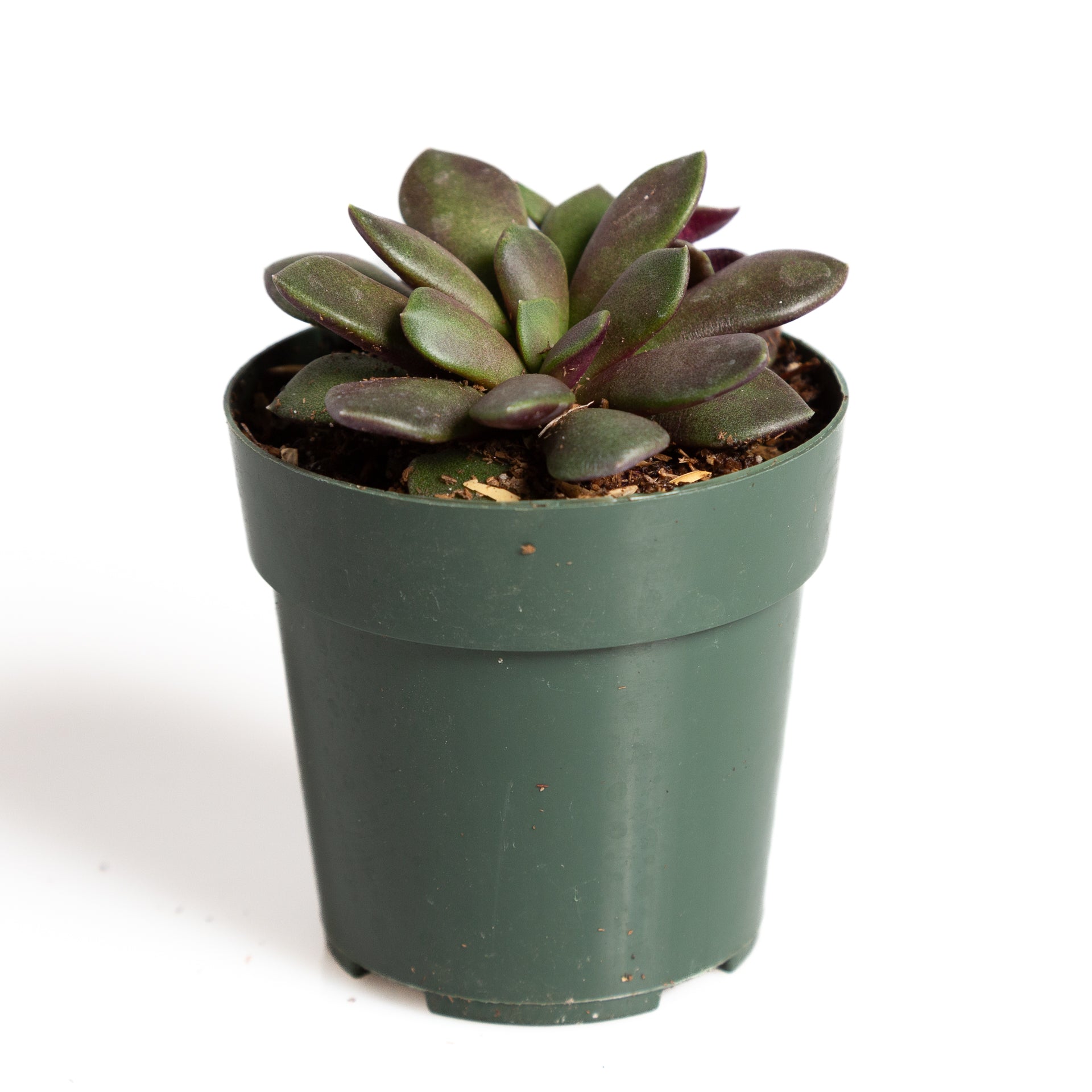 2 in succulents Succulent 'Sand Rose' 2"