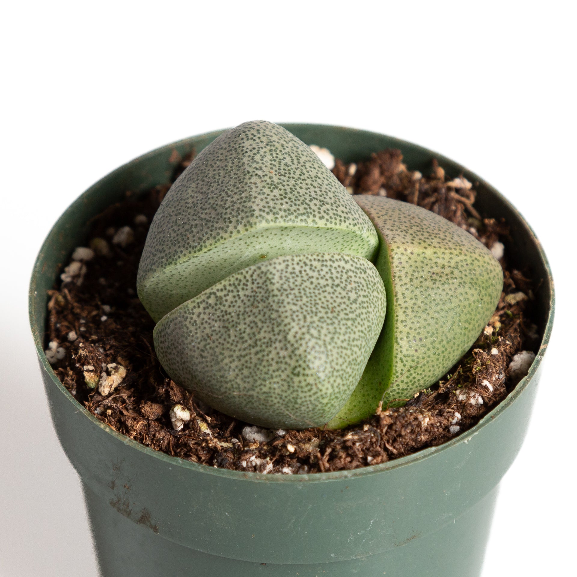rock plant succulent Succulent 'Split Rock' 2"