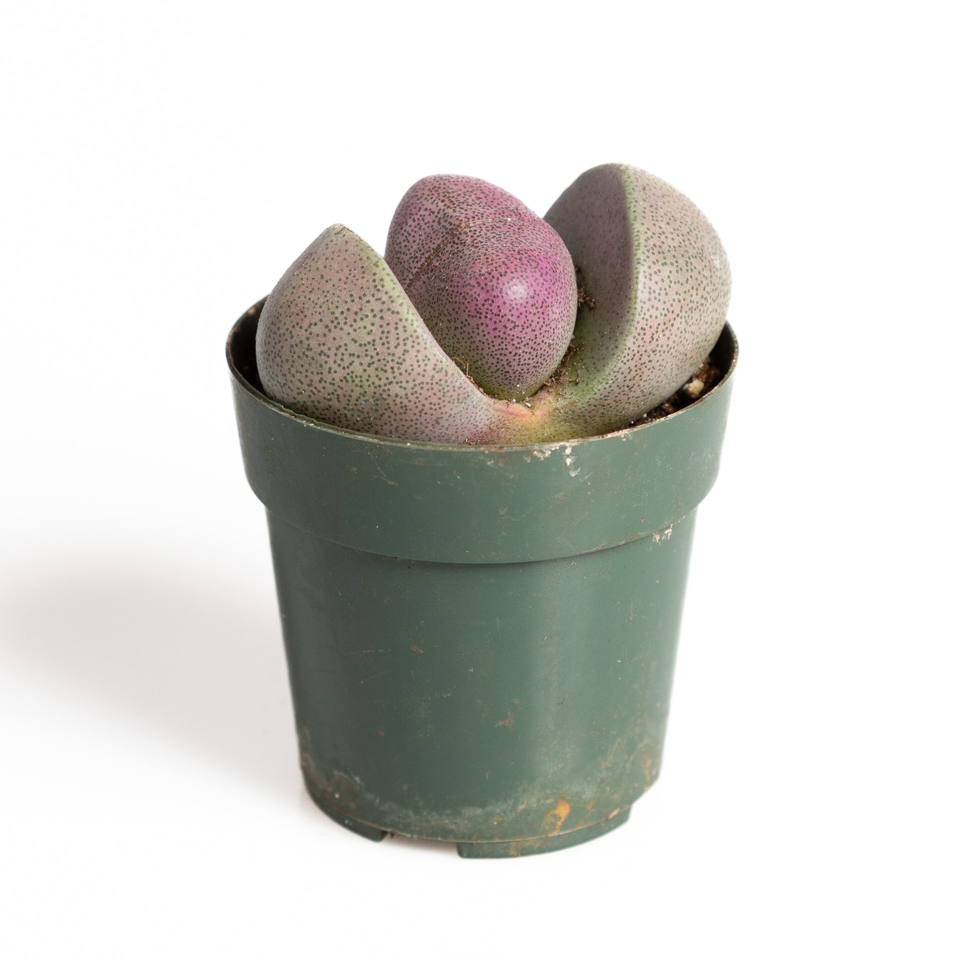 succulent split rock Succulent 'Split Rock - Royal Flush' 2.5"