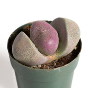 Succulent 'Split Rock - Royal Flush' 2.5" - Urban Sprouts