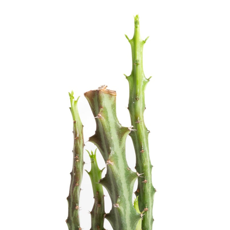 Succulent 'Spurge - Green Striped' 4" - Urban Sprouts