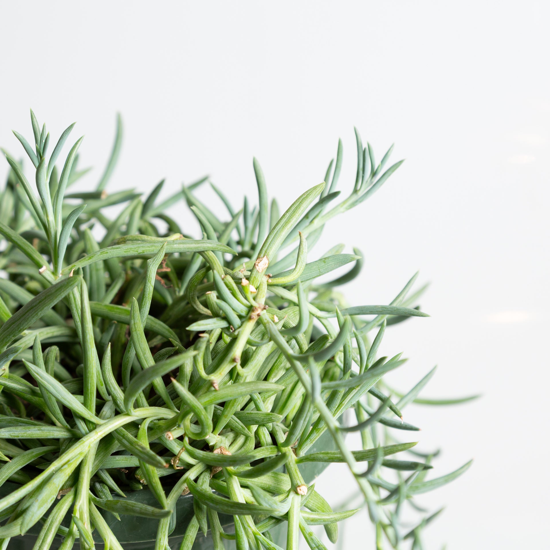 Succulent 'String Of Fish Hooks 6" Extra Full - Urban Sprouts