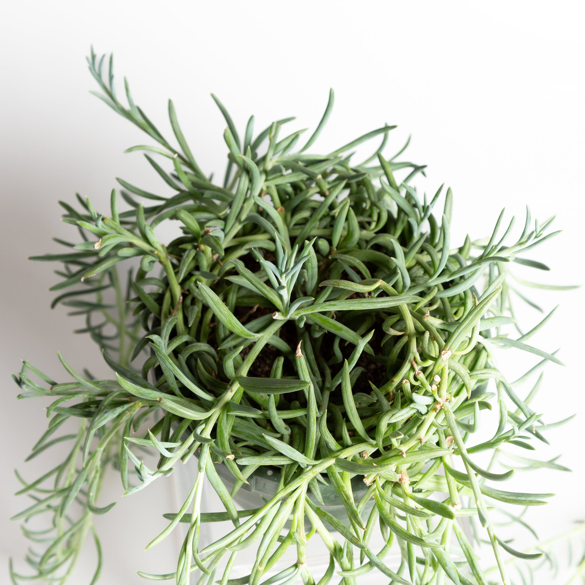 Succulent 'String Of Fish Hooks 6" Extra Full Urban Sprouts Succulent 'String Of Fish Hooks 6" Extra Full Urban Sprouts