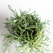 Succulent 'String Of Fish Hooks 6" Extra Full - Urban Sprouts