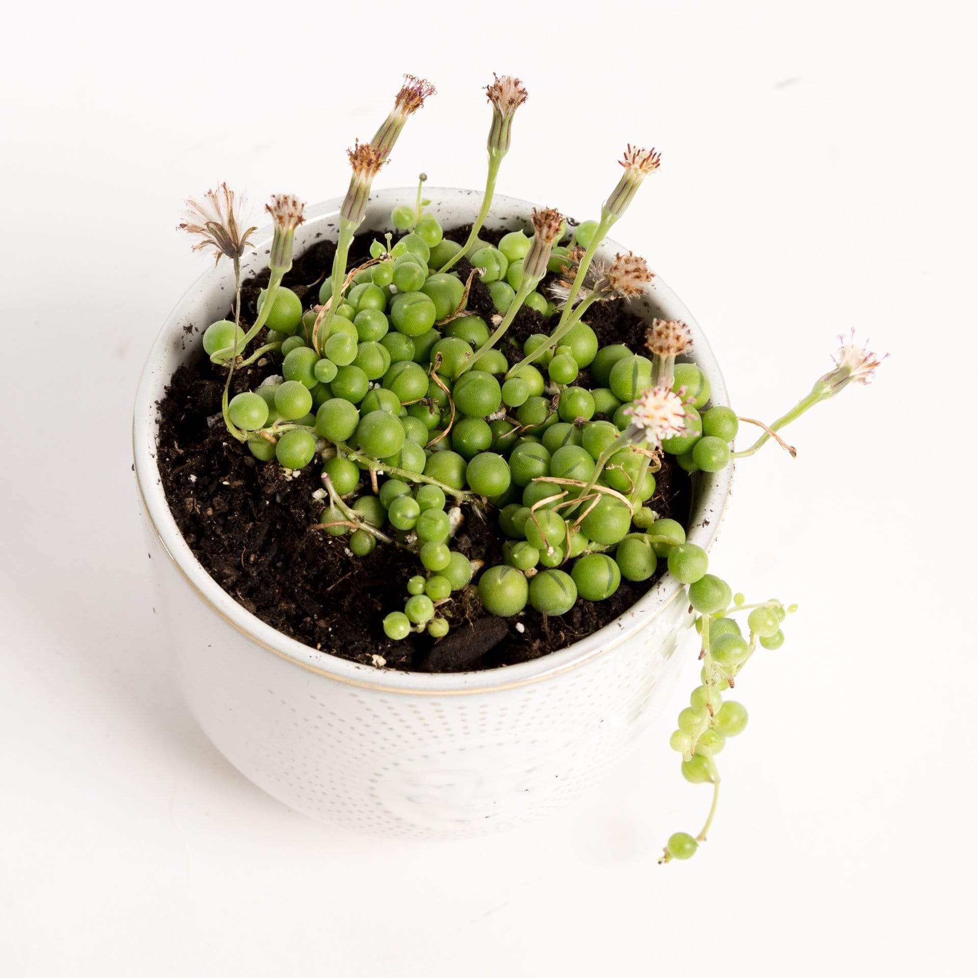 succulent sprouts Succulent 'String Of Pearls' 4"