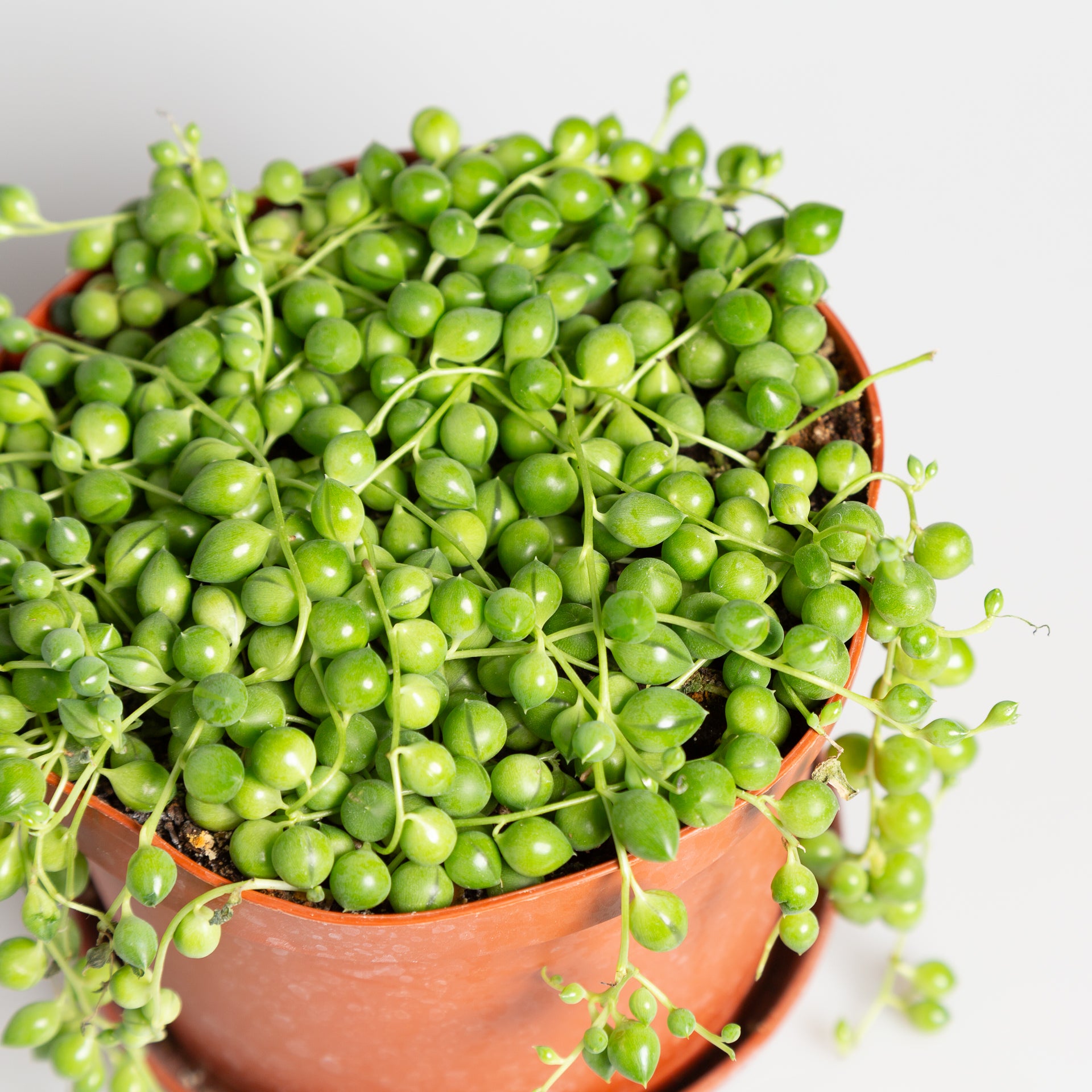 Succulent 'String Of Pearls' 6" XL - Urban Sprouts