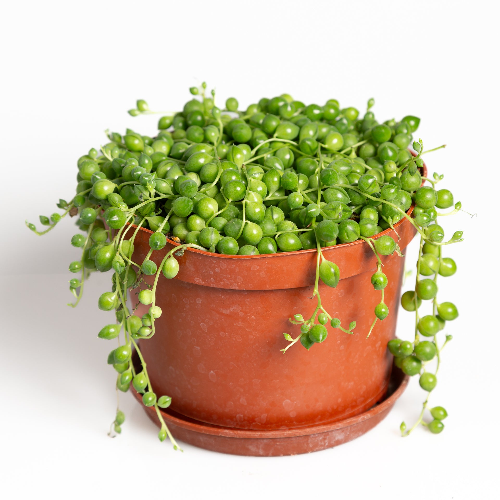 Succulent 'String Of Pearls' 6" XL - Urban Sprouts