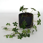 Urban Sprouts Plant Sugar Vine