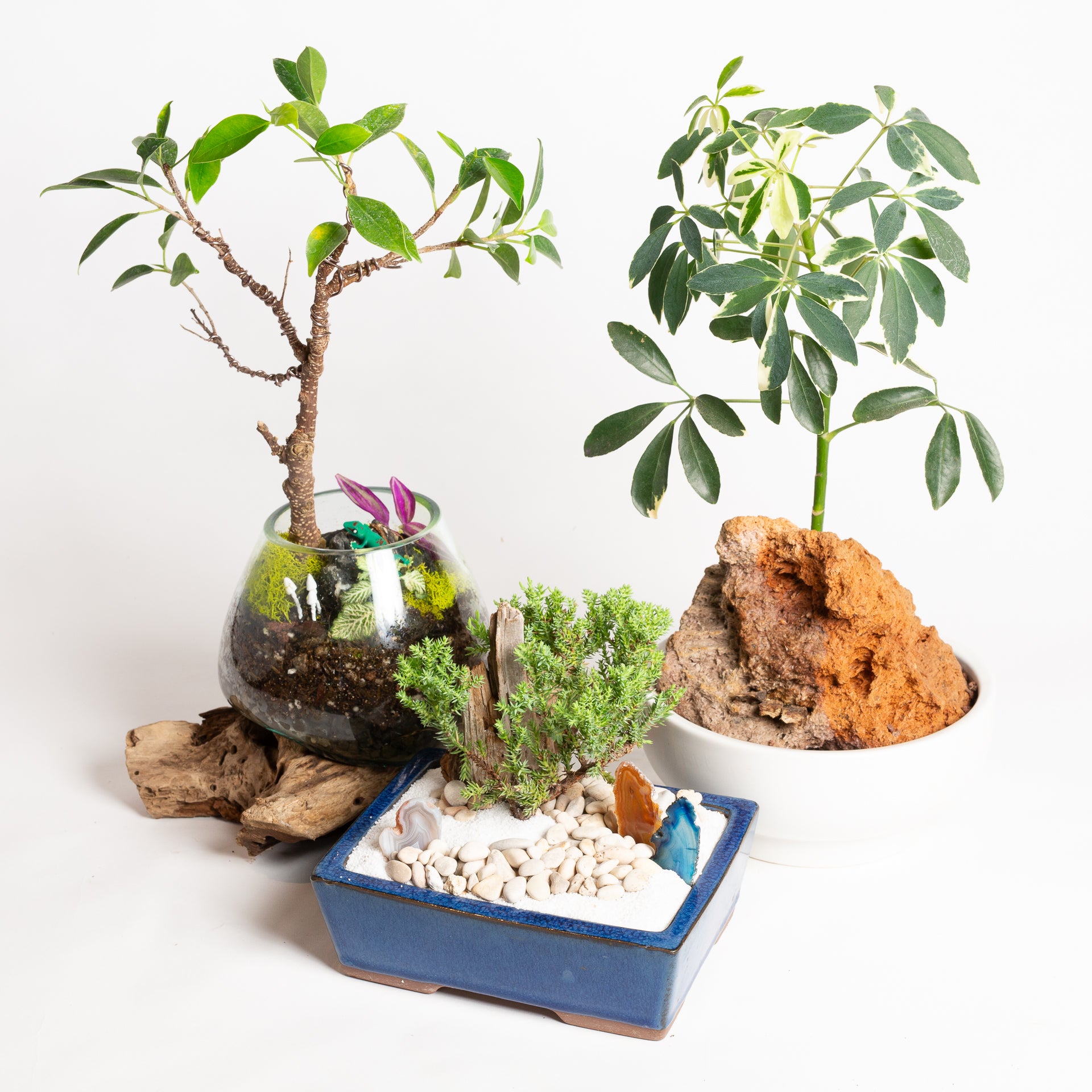 TEMPLATE // Beginner Bonsai Workshop - Urban Sprouts