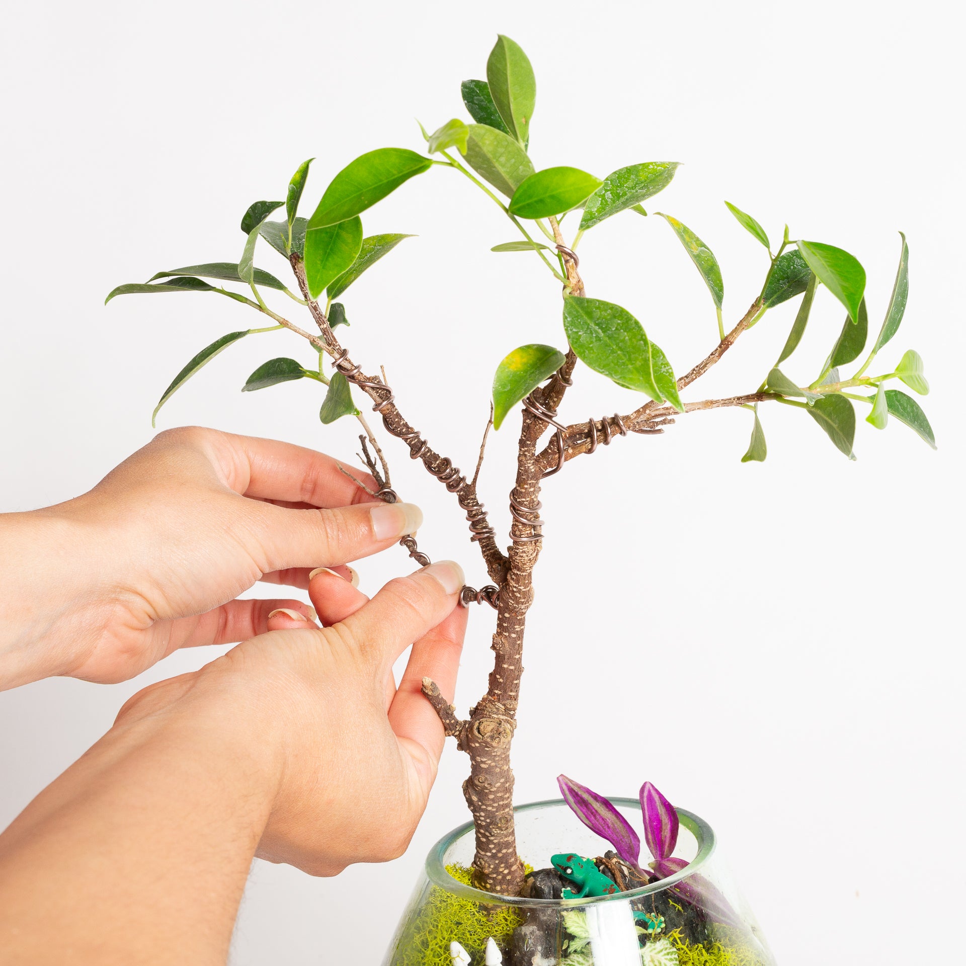 TEMPLATE // Beginner Bonsai Workshop - Urban Sprouts