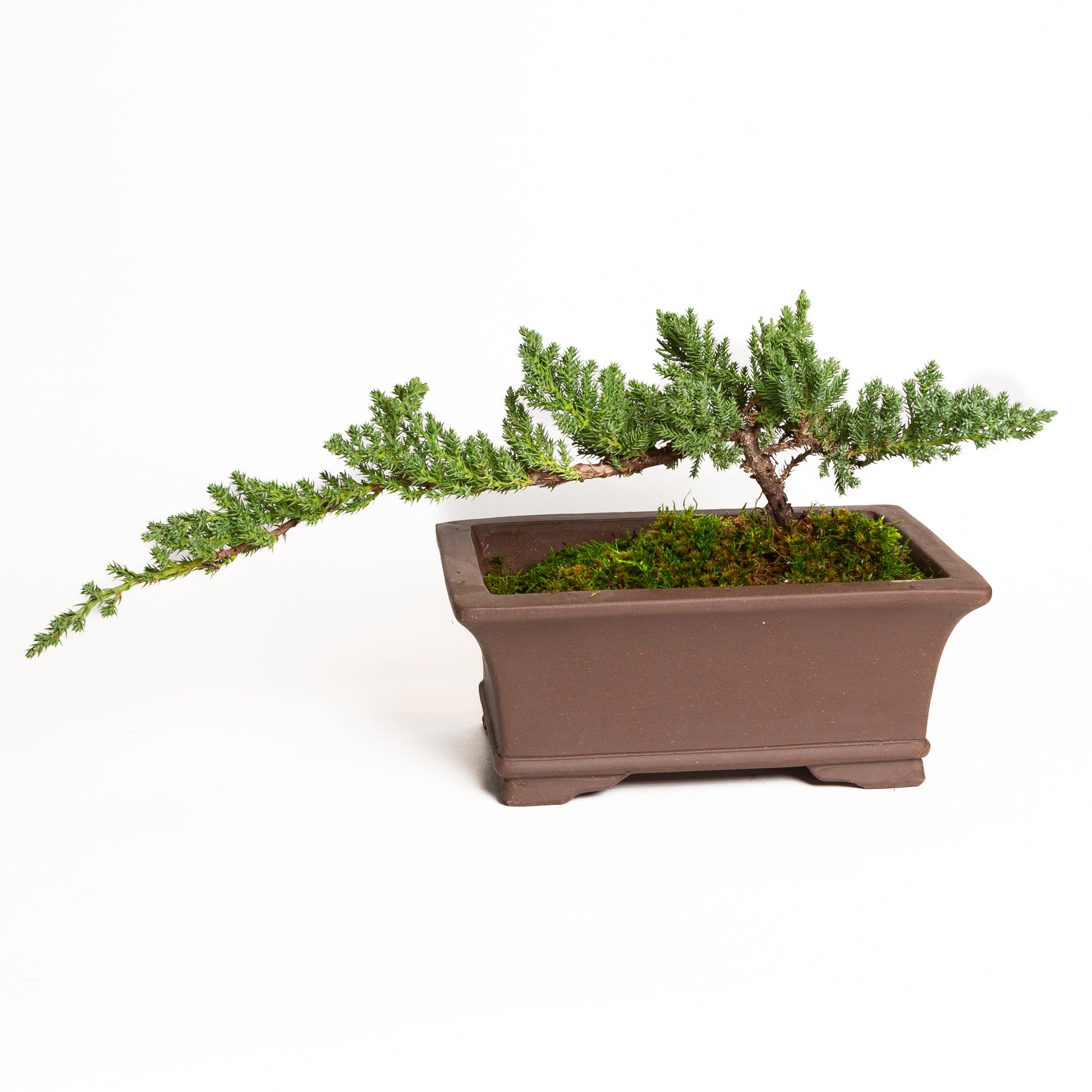 8/1 @ 6:00 Beginner Bonsai Workshop - Urban Sprouts