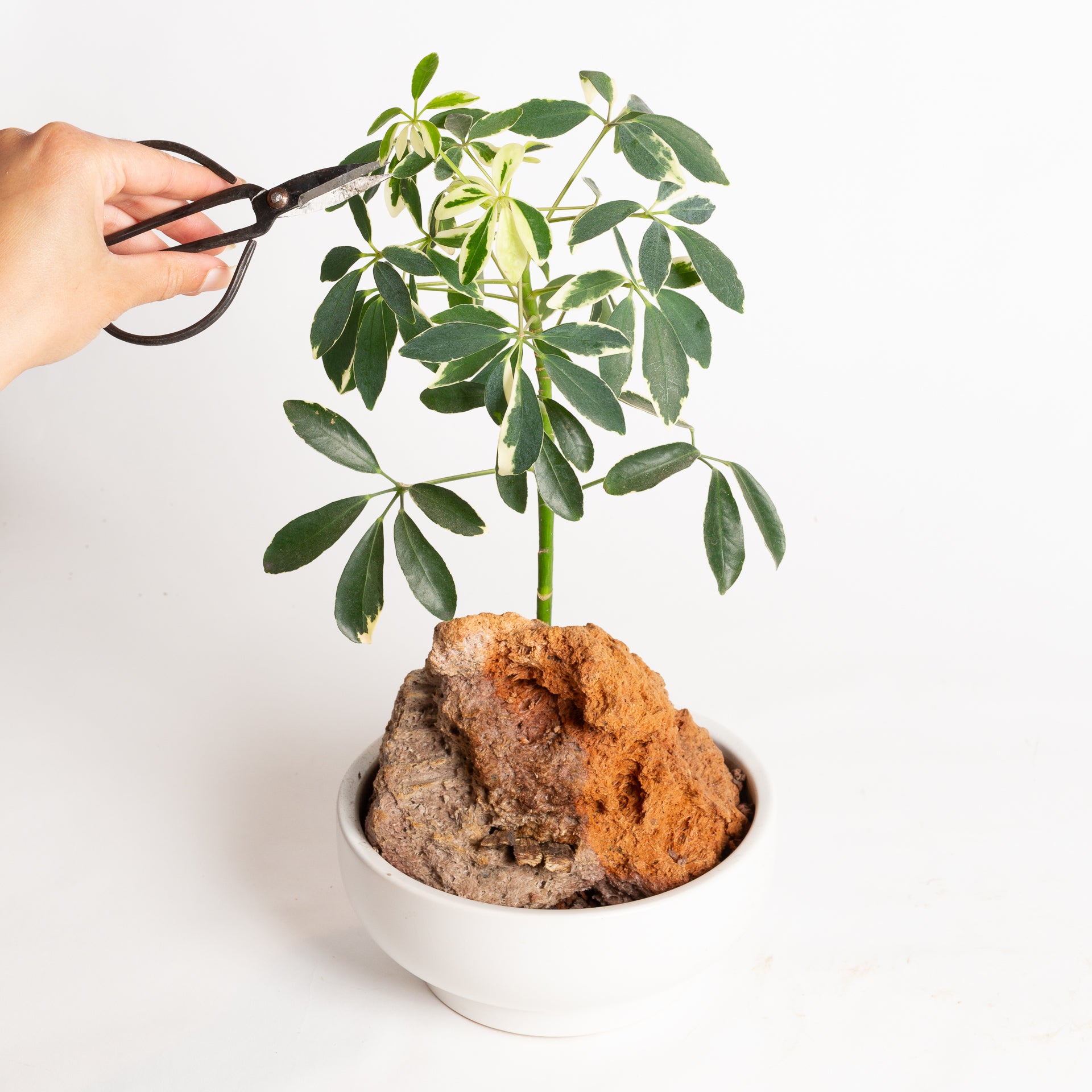 TEMPLATE // Beginner Bonsai Workshop - Urban Sprouts