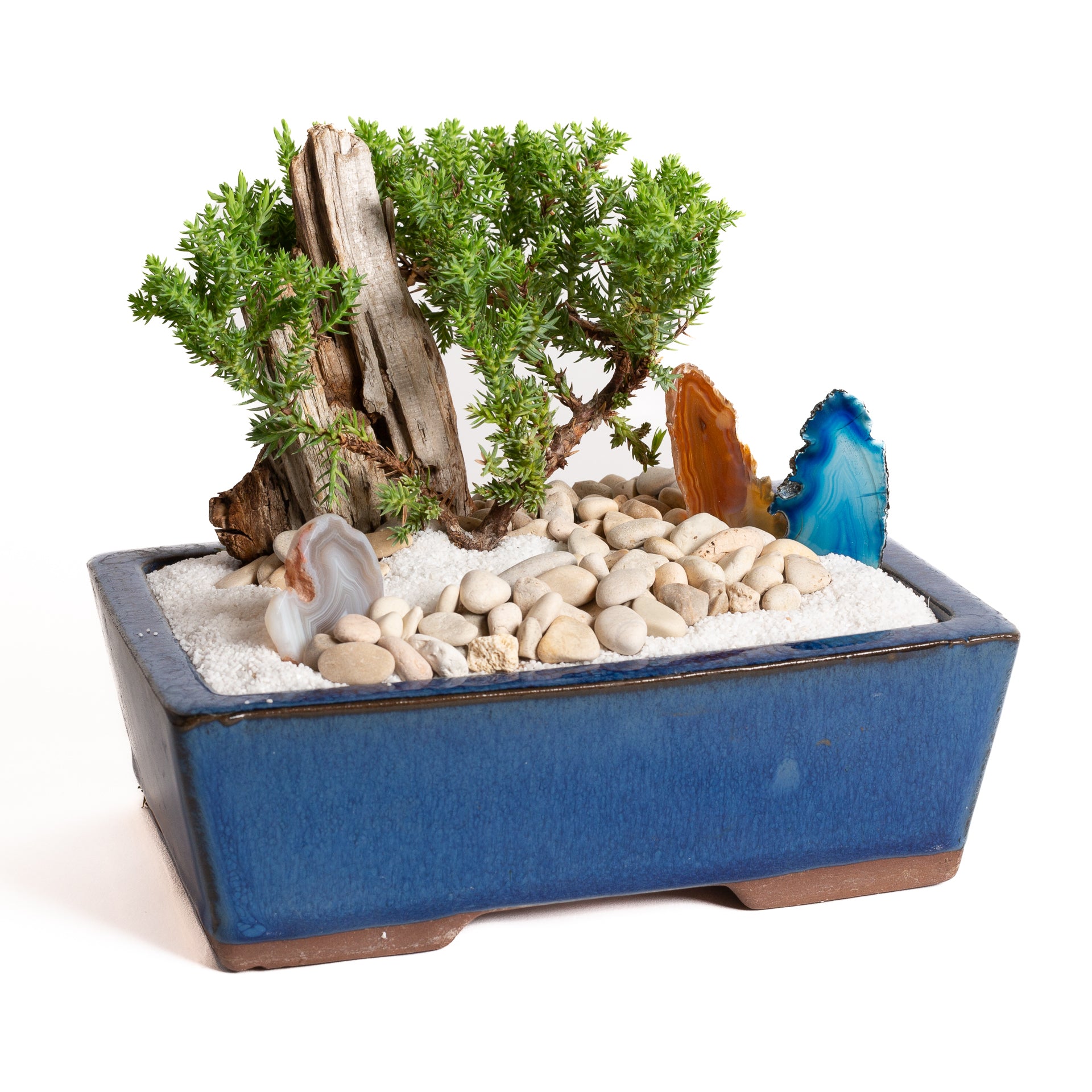 TEMPLATE // Beginner Bonsai Workshop - Urban Sprouts
