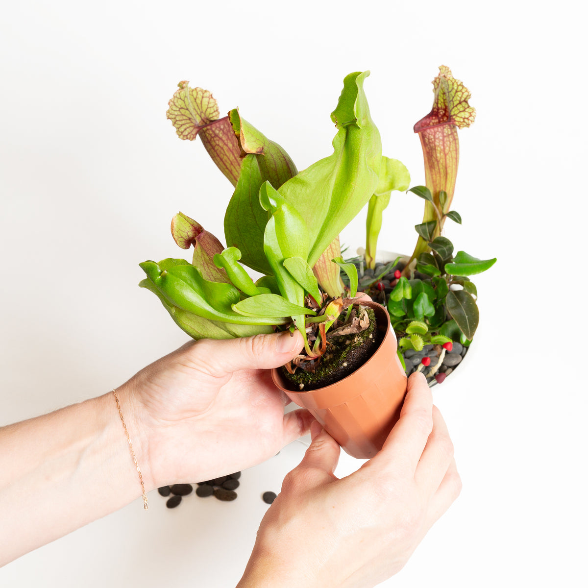 TEMPLATE // Carnivorous Bog Bowl Workshop - Urban Sprouts