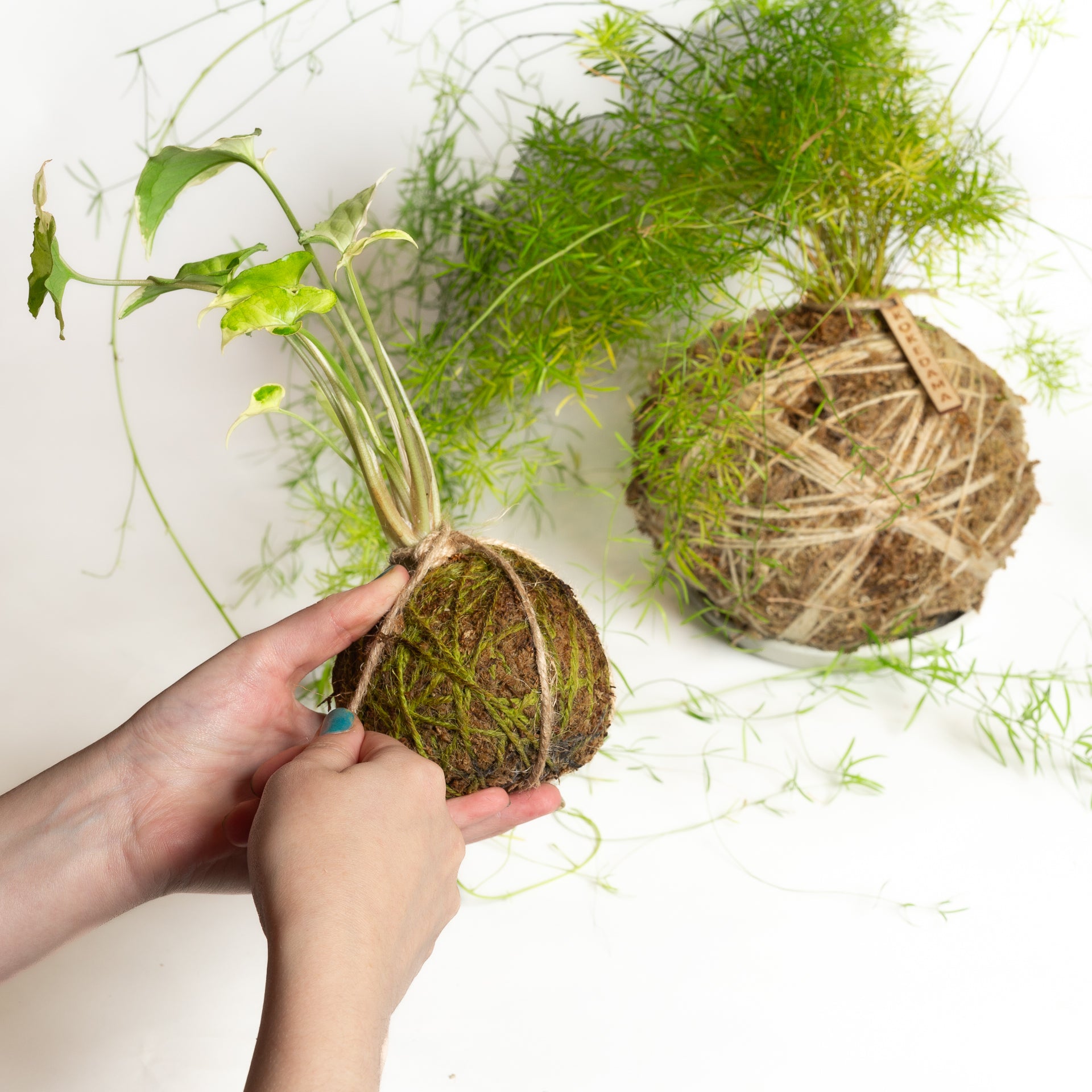1/16 @ 6:00 Kokedama Workshop