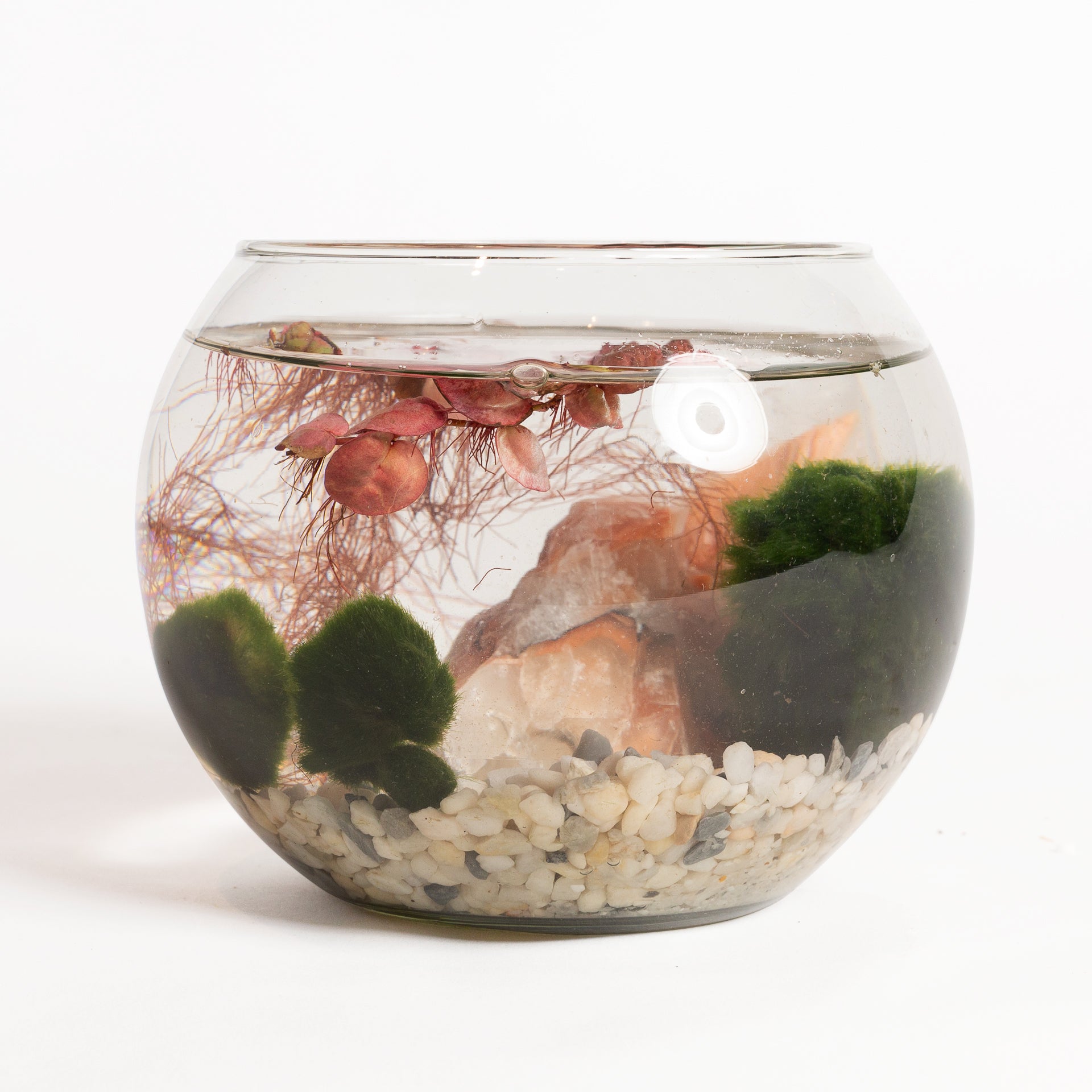 1/30 @ 6:00 Mini Desktop Water Gardens Workshop - Urban Sprouts