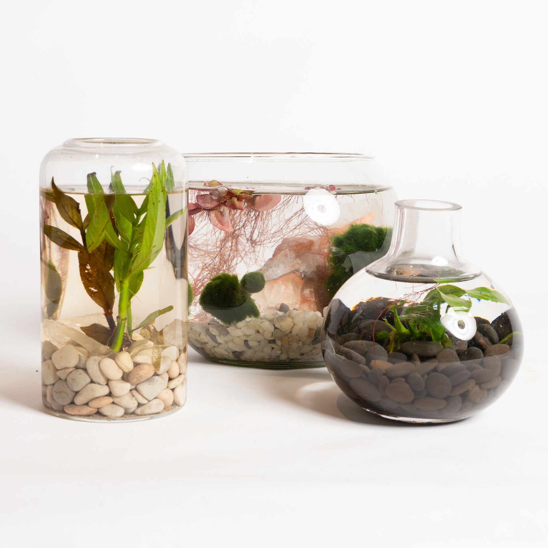 1/30 @ 6:00 Mini Desktop Water Gardens Workshop - Urban Sprouts