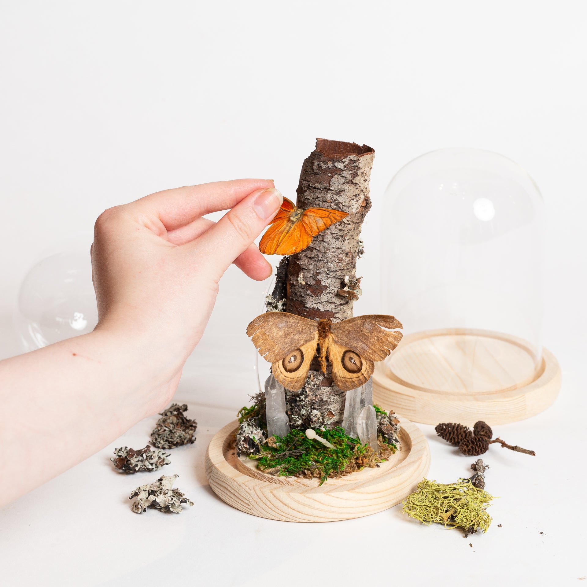 7/27 @ 2:00 Preserved Butterfly Cloches - Urban Sprouts