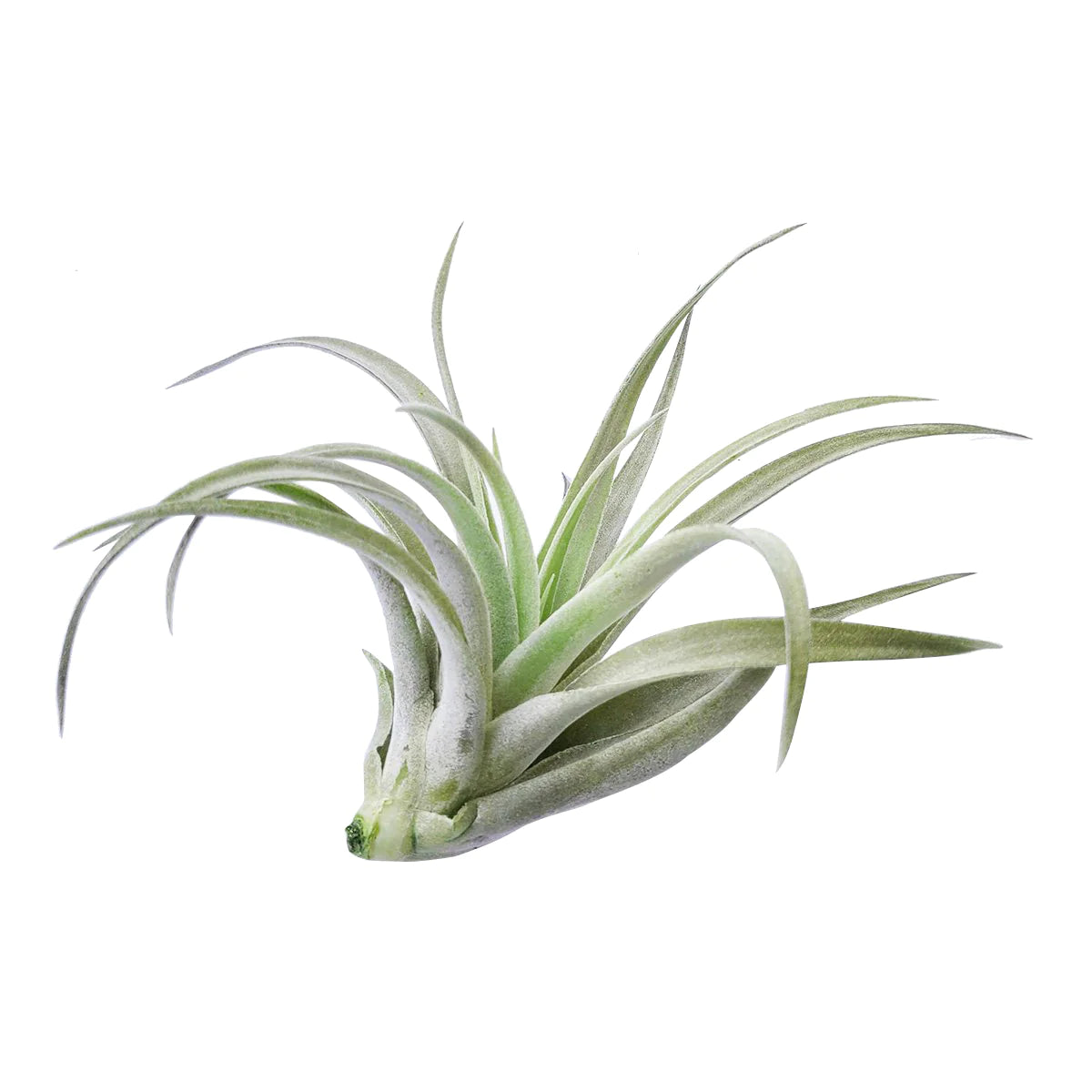 Air Plant 'Harrisii - Green' 2-3" - Urban Sprouts