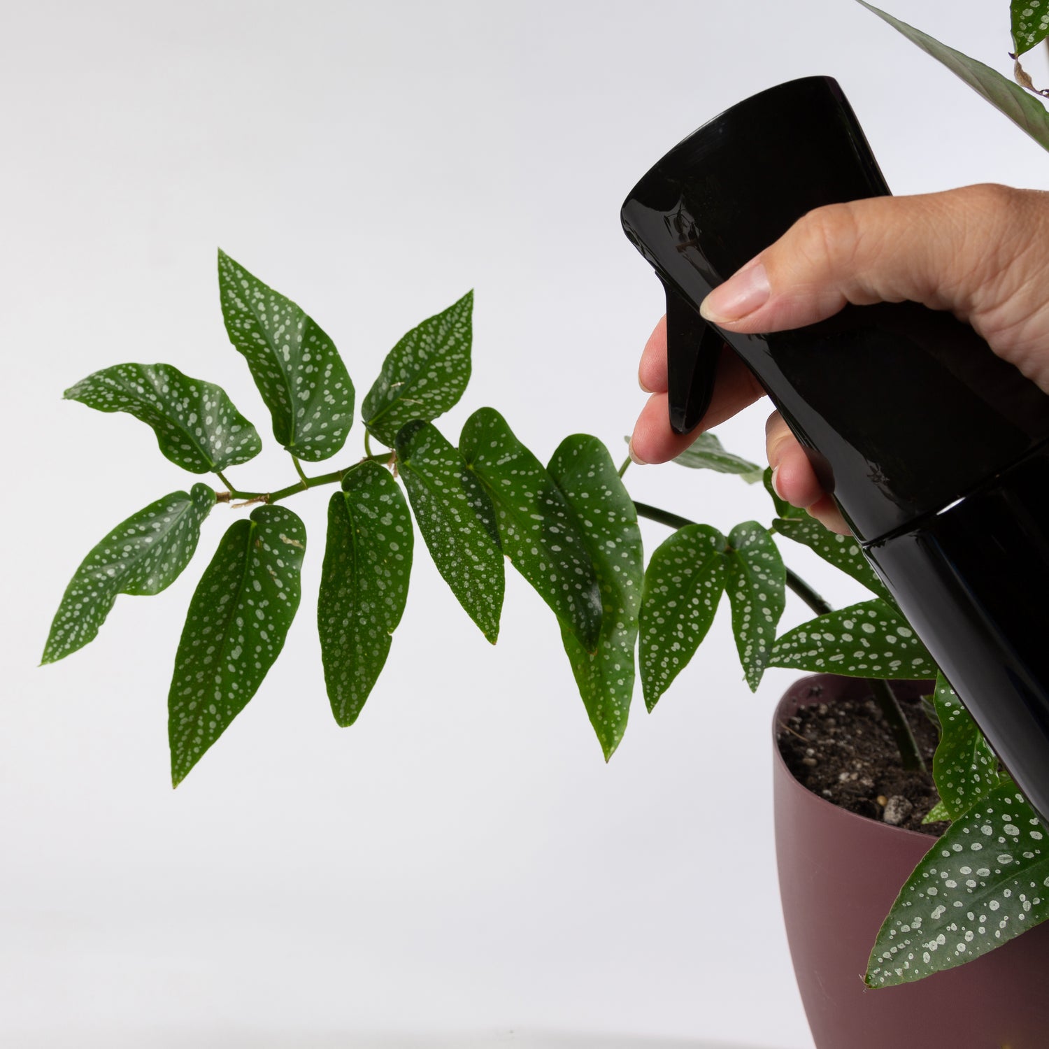 Fine Mist Pump Sprayer - Urban Sprouts