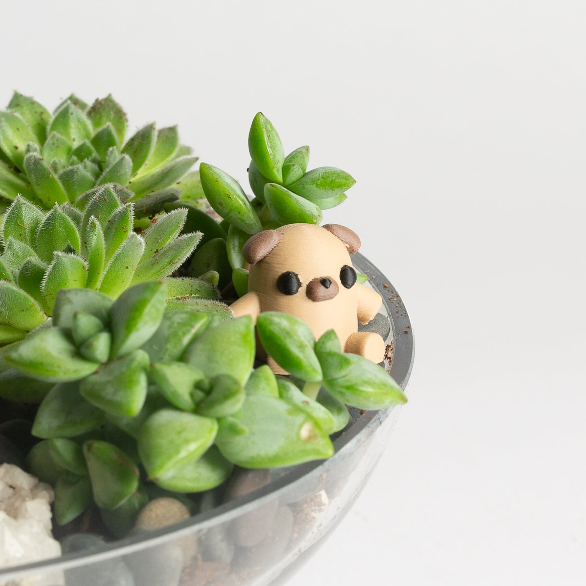 Teddy the Dog - Urban Sprouts