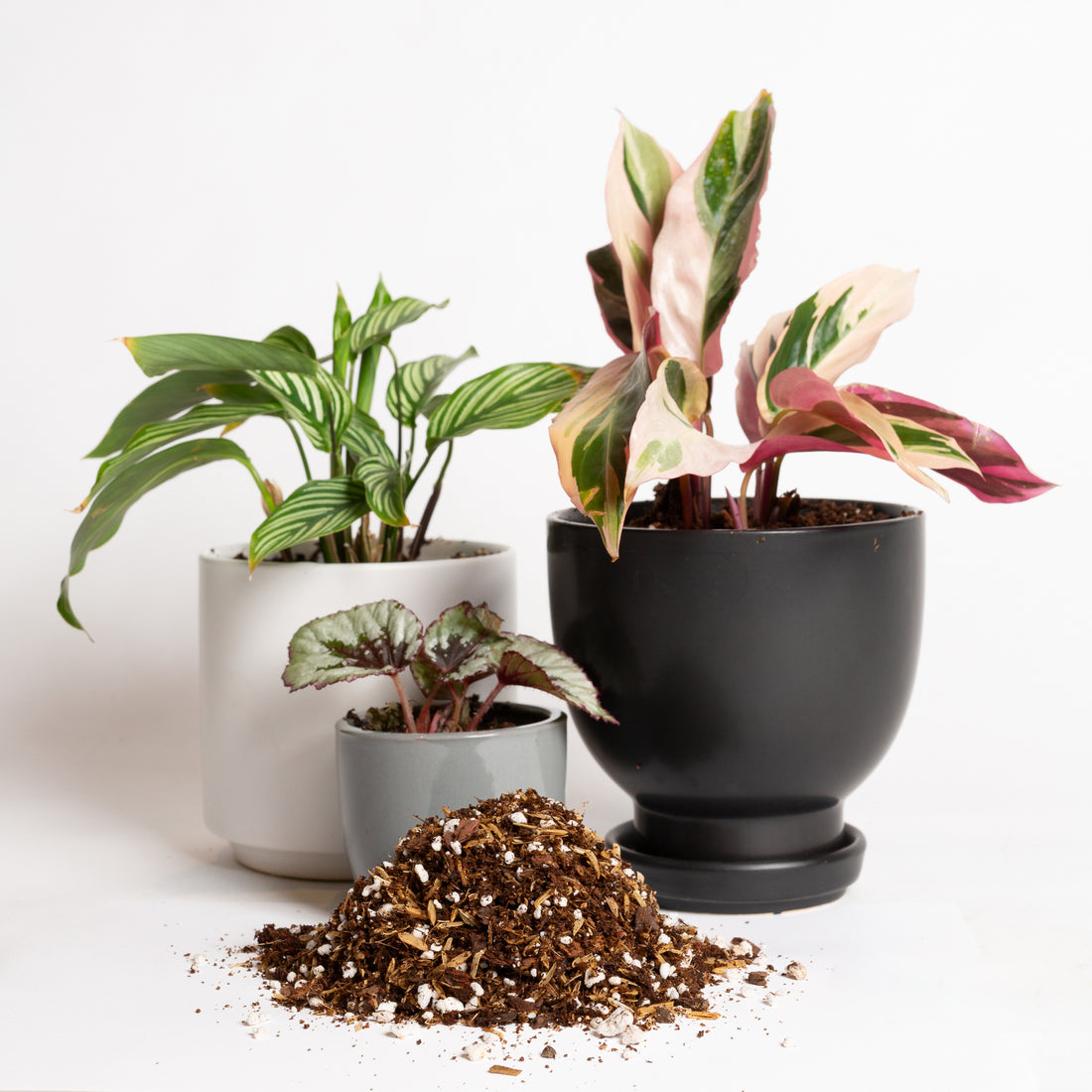 Tender Tropical Blend - Specialty Soil - Urban Sprouts