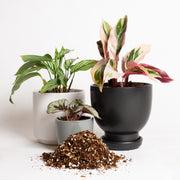 Tender Tropical Blend - Specialty Soil - Urban Sprouts