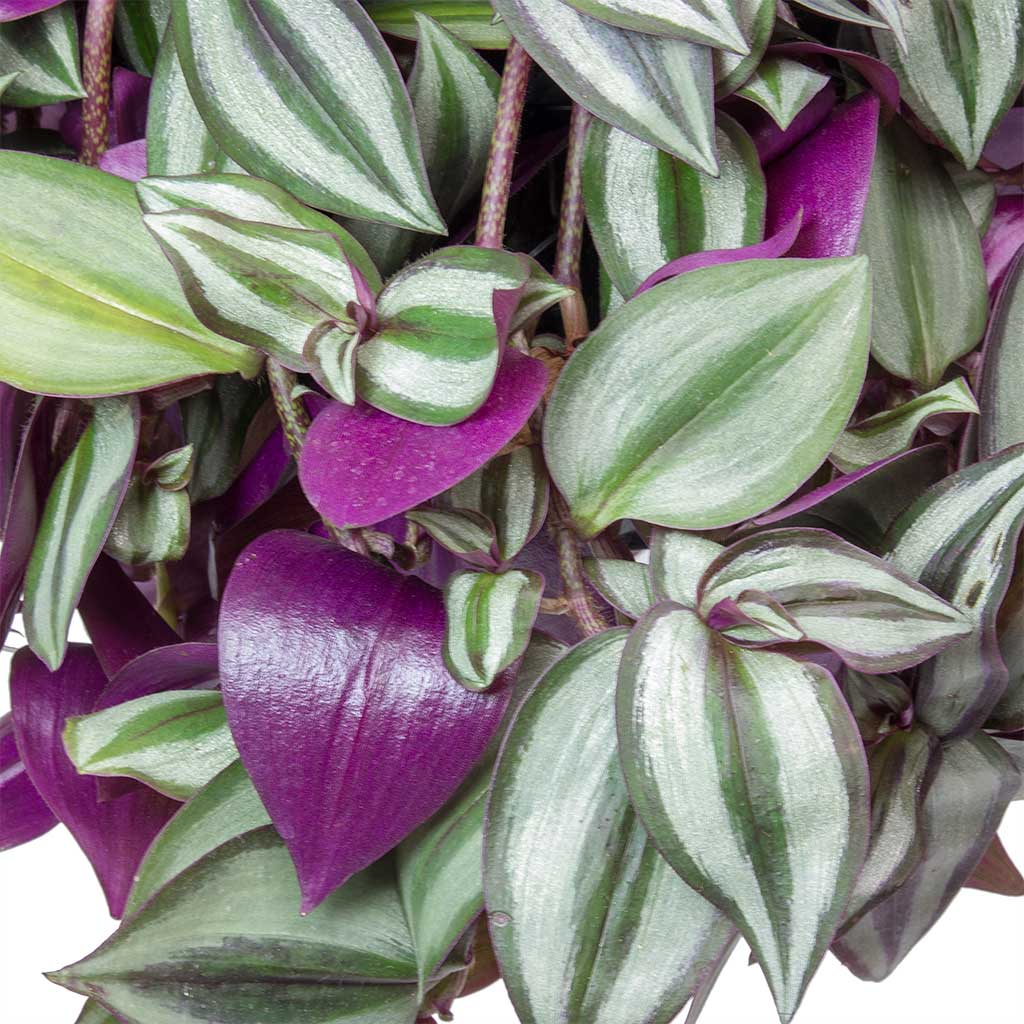 Inch Plant 'Purple' 6" - Urban Sprouts