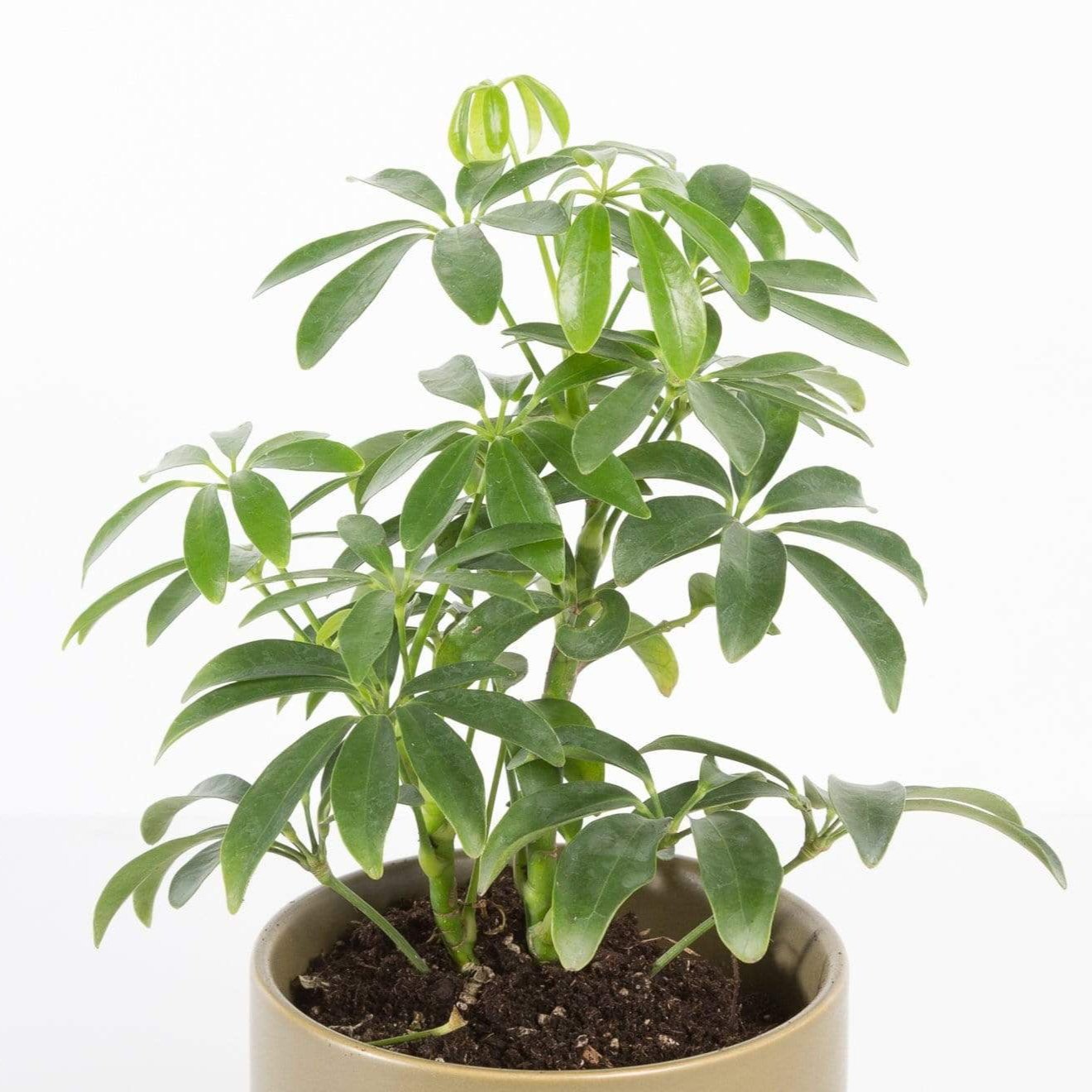 Urban Sprouts Plant Umbrella Plant 'Dwarf'