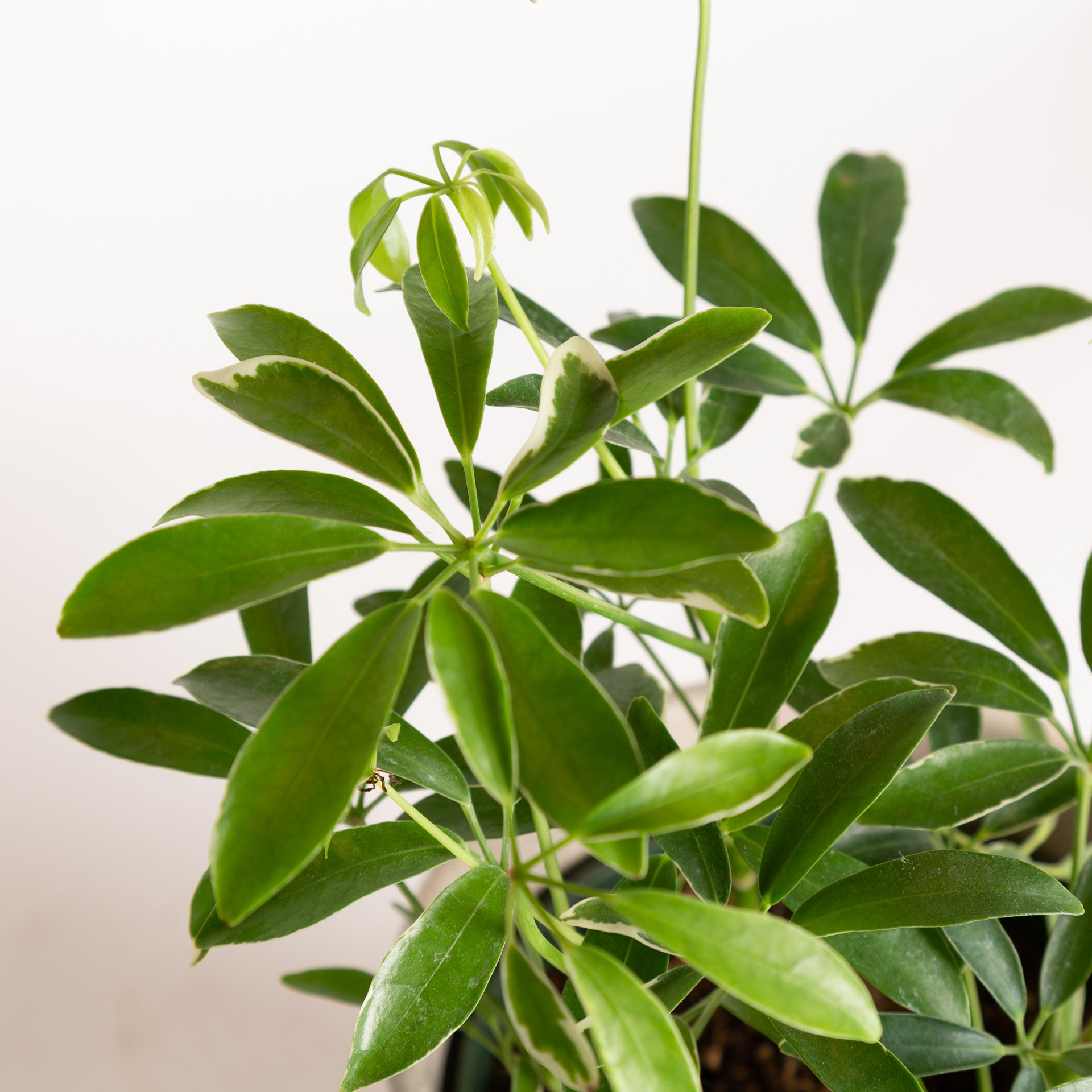 Umbrella Plant 'Dwarf - Variegated' 4" - Urban Sprouts