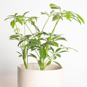 Umbrella Plant 'Dwarf - Variegated' 4" - Urban Sprouts