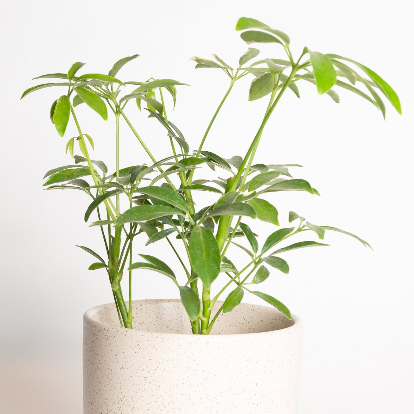 Umbrella Plant 'Dwarf - Variegated' 4" - Urban Sprouts