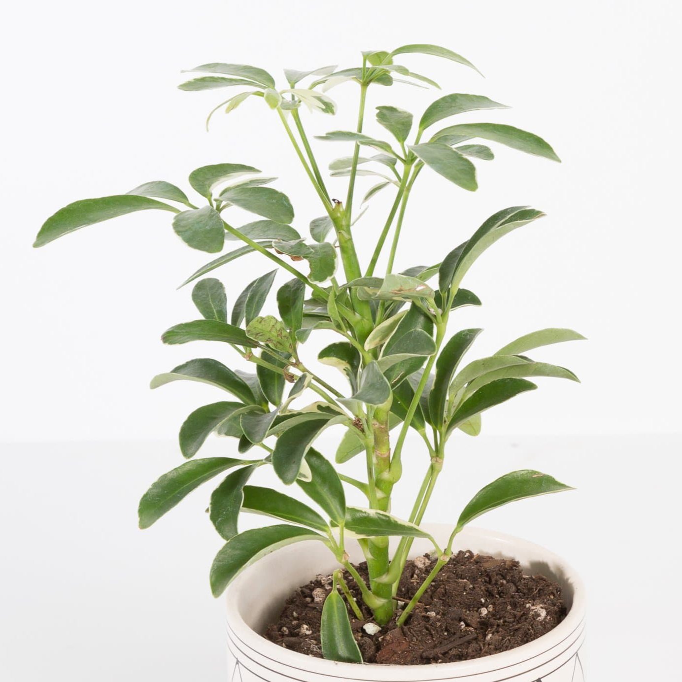 Urban Sprouts Plant 4" in nursery pot Umbrella Plant 'Dwarf - Variegated'