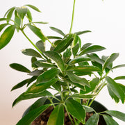 Umbrella Plant 'Janine' 6" - Urban Sprouts