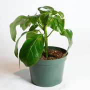 Umbrella Plant 'Alpina' 6" - Urban Sprouts