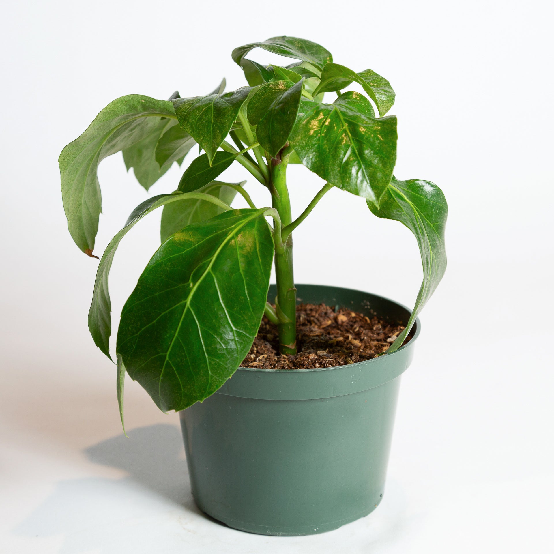 Umbrella Plant 'Alpina' 6" - Urban Sprouts
