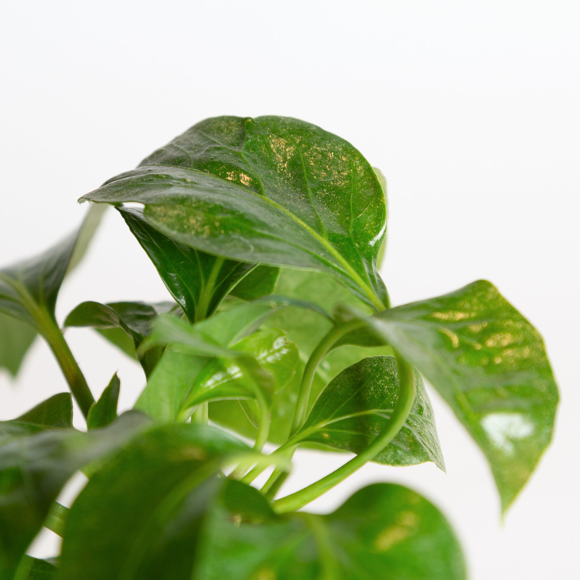 Umbrella Plant 'Alpina' 6" - Urban Sprouts