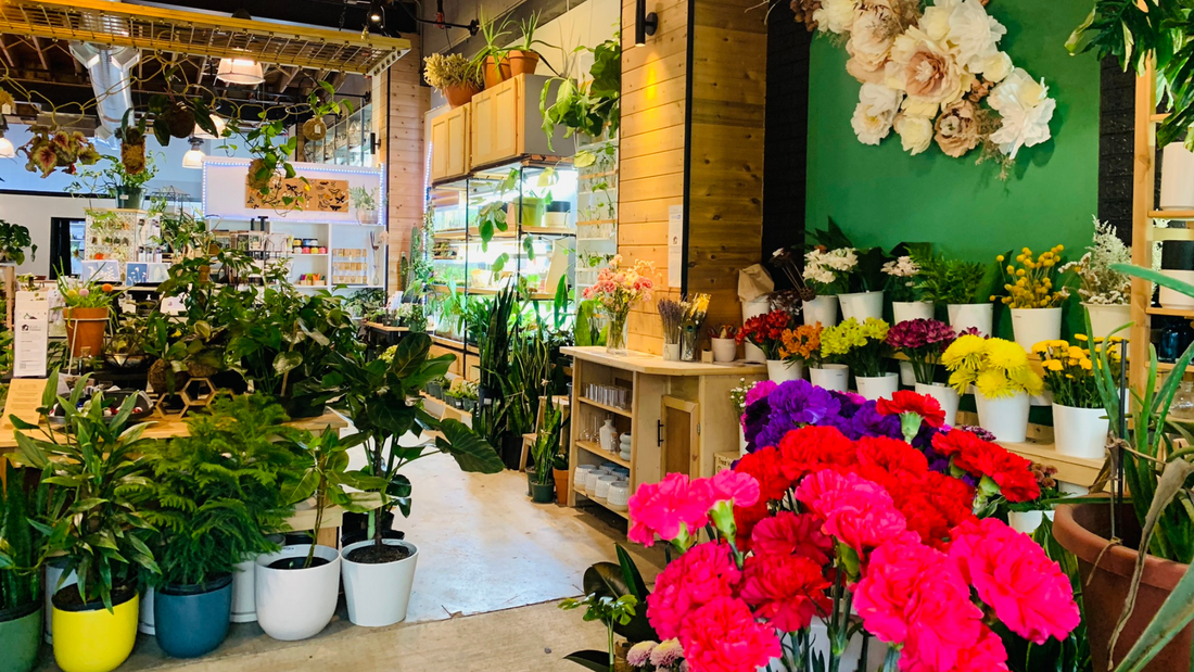 So much more than a plant store – Urban Sprouts
