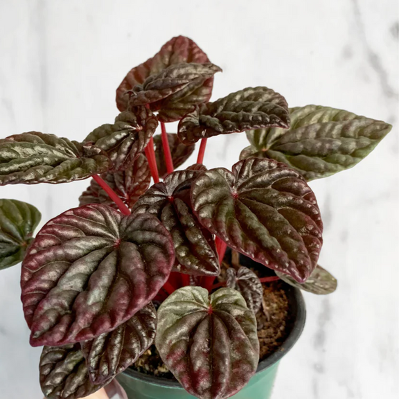 Peperomia 'Red Emerald Ripple' - Urban Sprouts