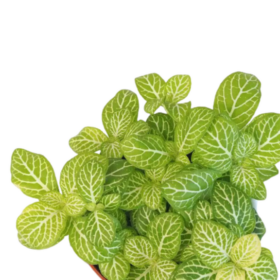 Nerve Plant 'Jolly Lemon' 4" - Urban Sprouts