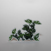 Adansonii Monstera Sticker
