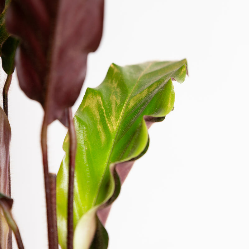 Calathea 'Velvet' 6"