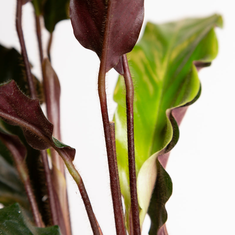 Calathea 'Velvet' 6"