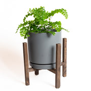 Walnut Essential Plant Stand - Urban Sprouts