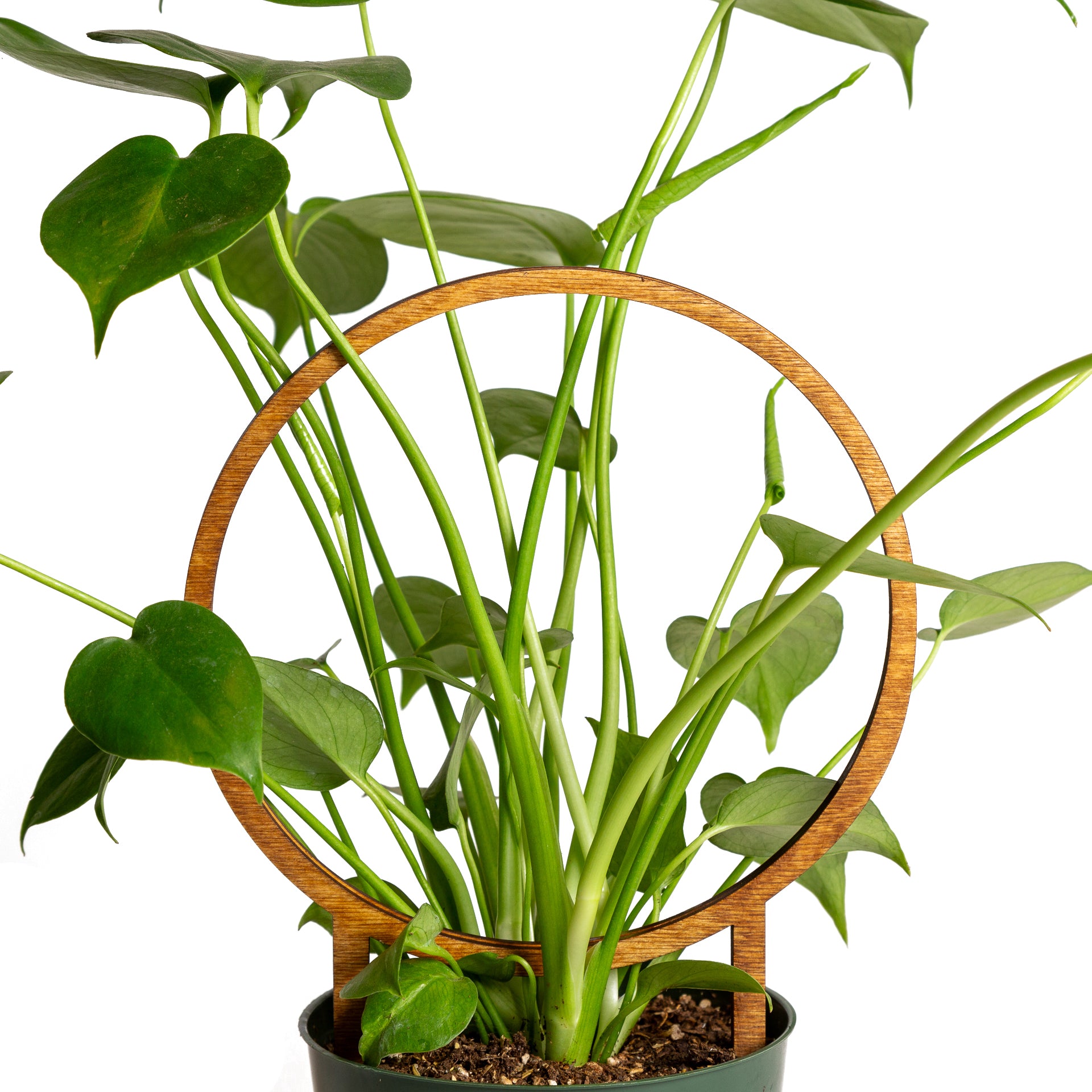 Walnut Minimal Circle Trellis - Urban Sprouts