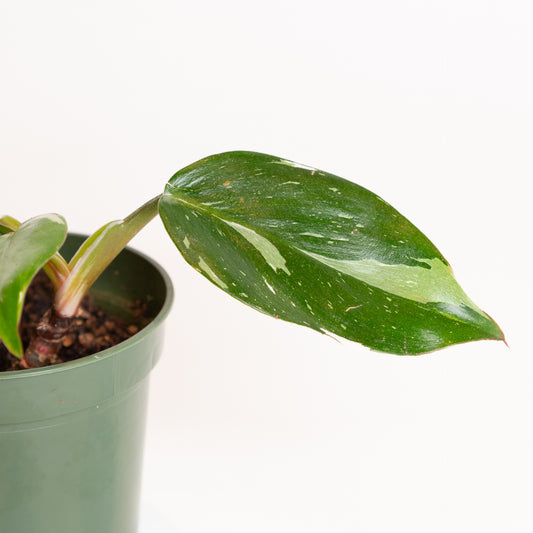 Philodendron 'White Knight' 4"